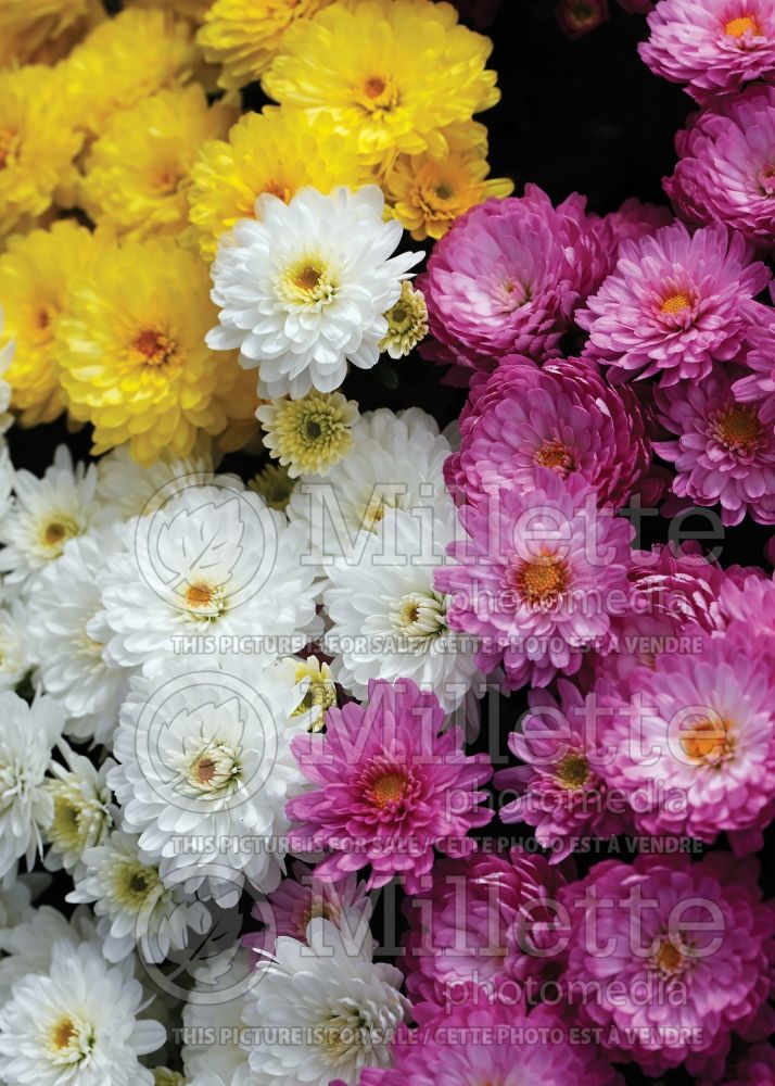 Chrysanthemum - Dendranthema Mix (Garden Mum) 1