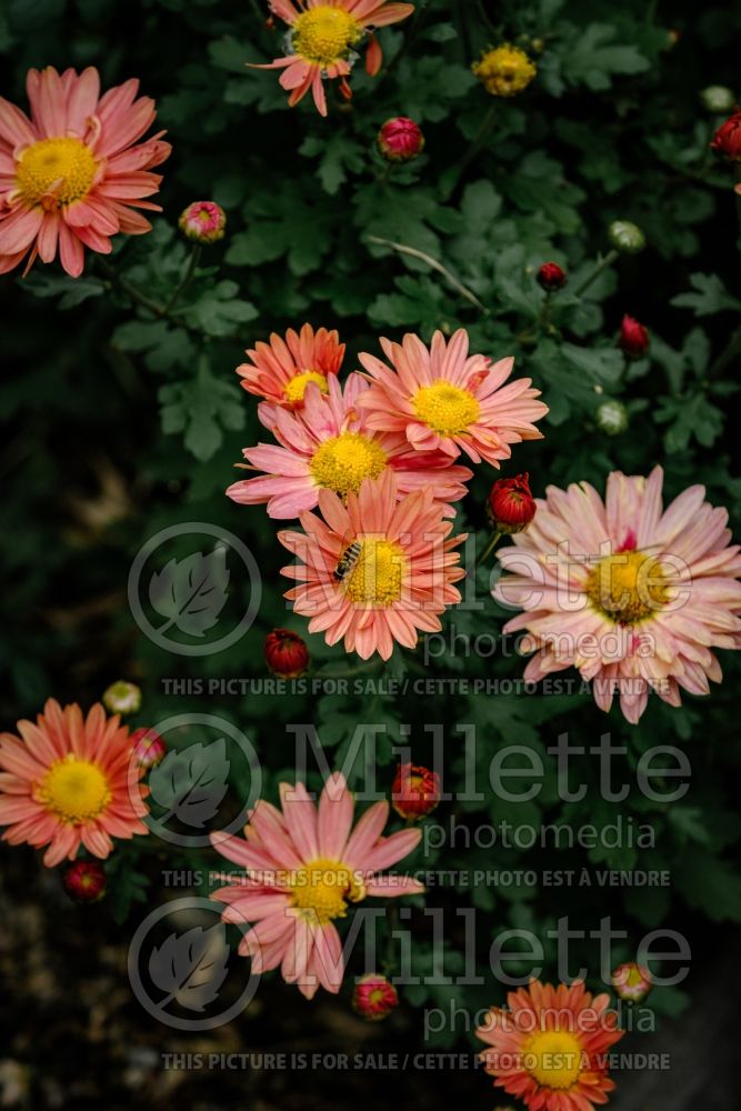 Chrysanthemum Mammoth Coral Daisy (Spider Mum) 2 