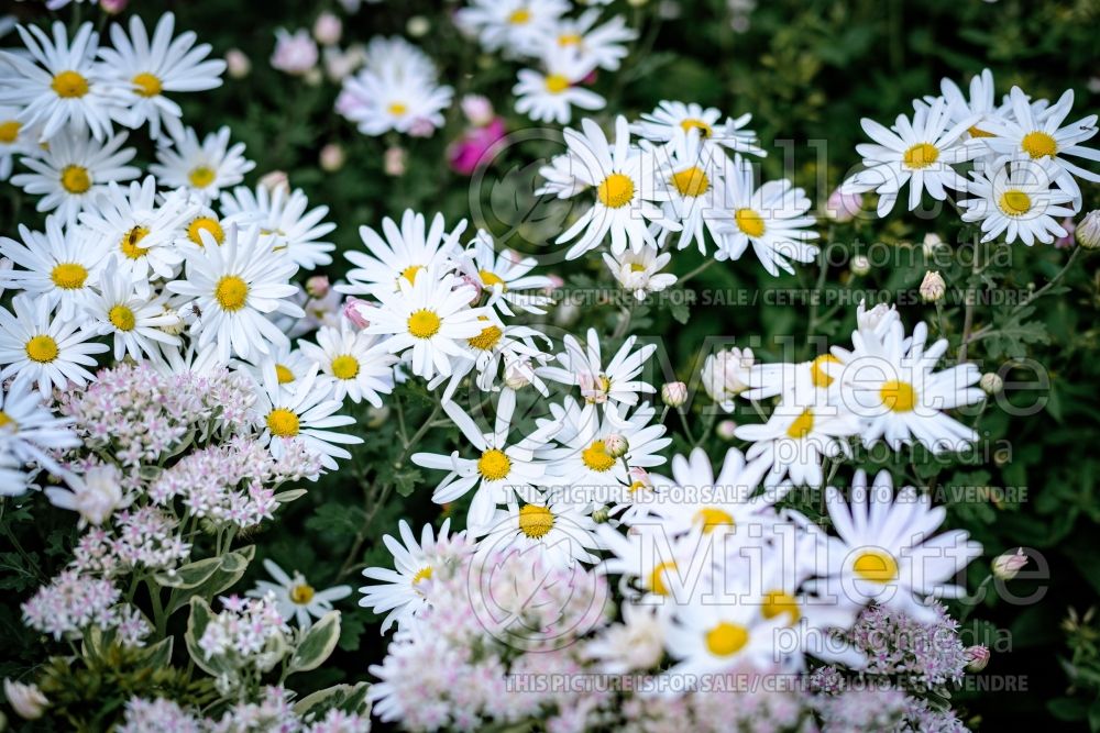 Chrysanthemum Mammoth White (Spider Mum) 1 