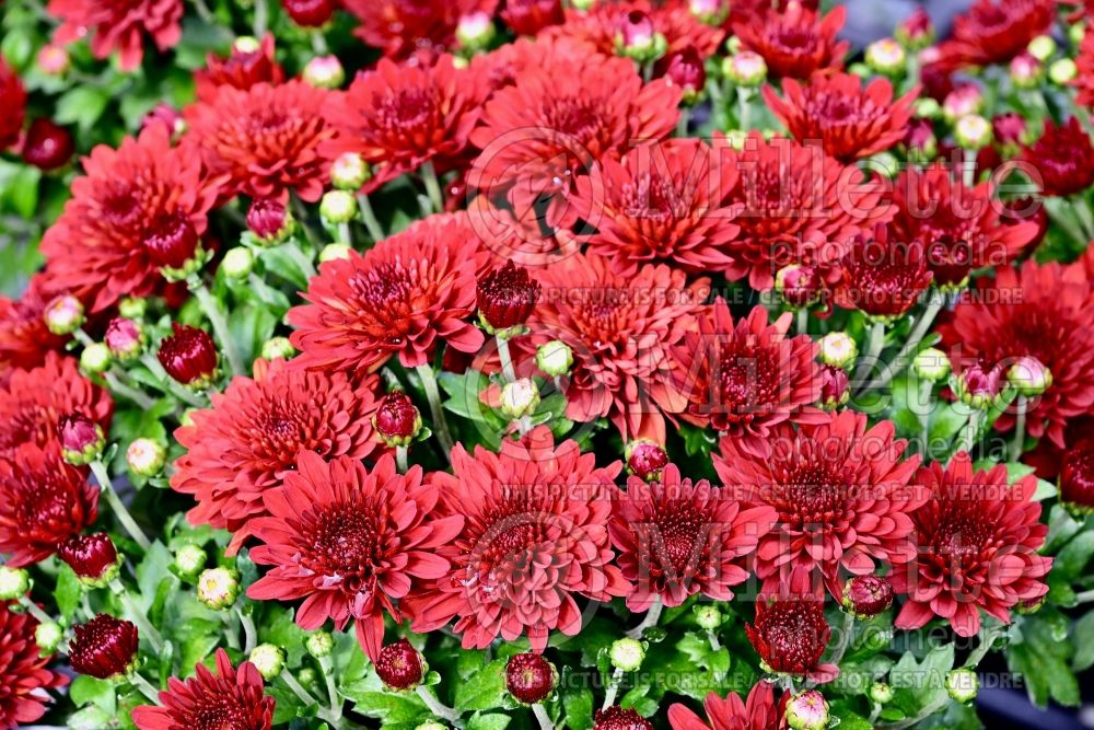 Chrysanthemum Chili Red (Garden Mum) 1