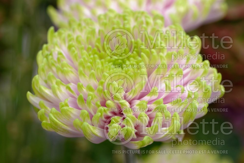 Chrysanthemum Rossano Charlotte (Garden Mum) 1