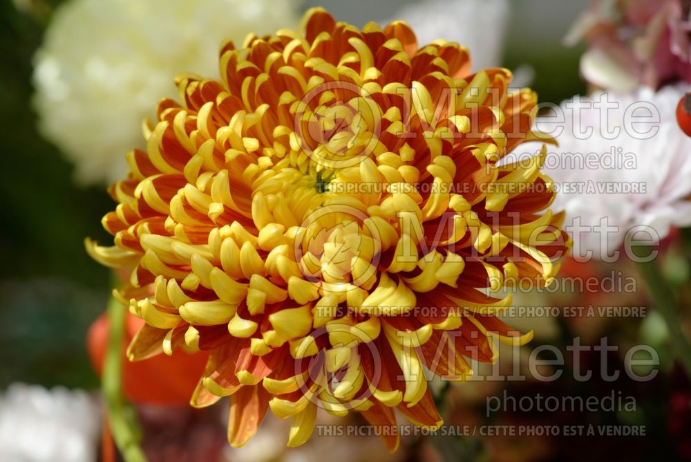 Chrysanthemum Tom Pearce (Garden Mum) 1