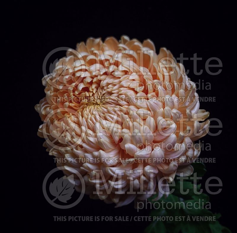 Chrysanthemum Apricot Alexis (Garden Mum) 1