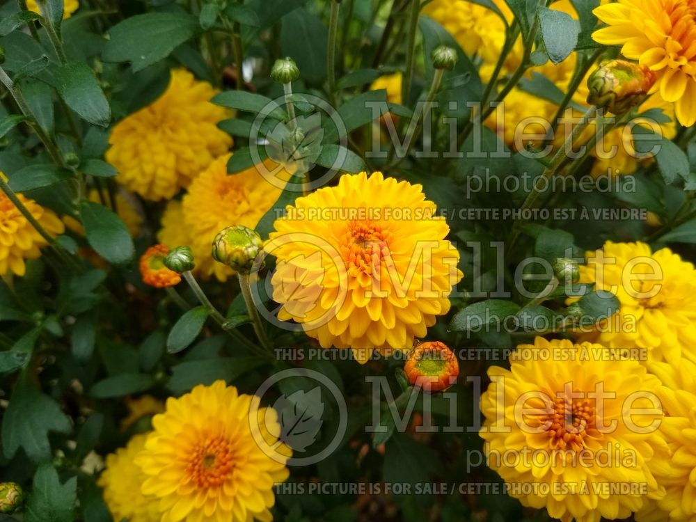 Chrysanthemum Branhalo (Garden Mum) 1
