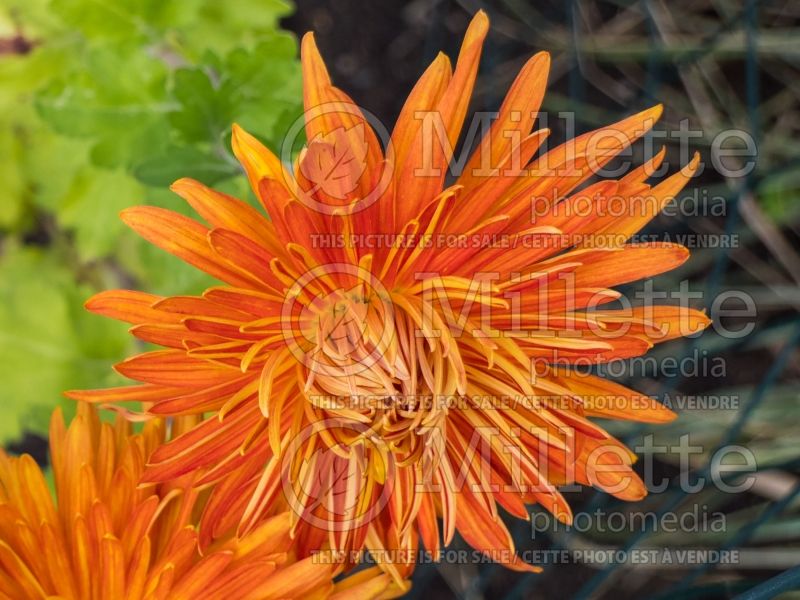 Chrysanthemum Bronze Giant (Garden Mum) 1