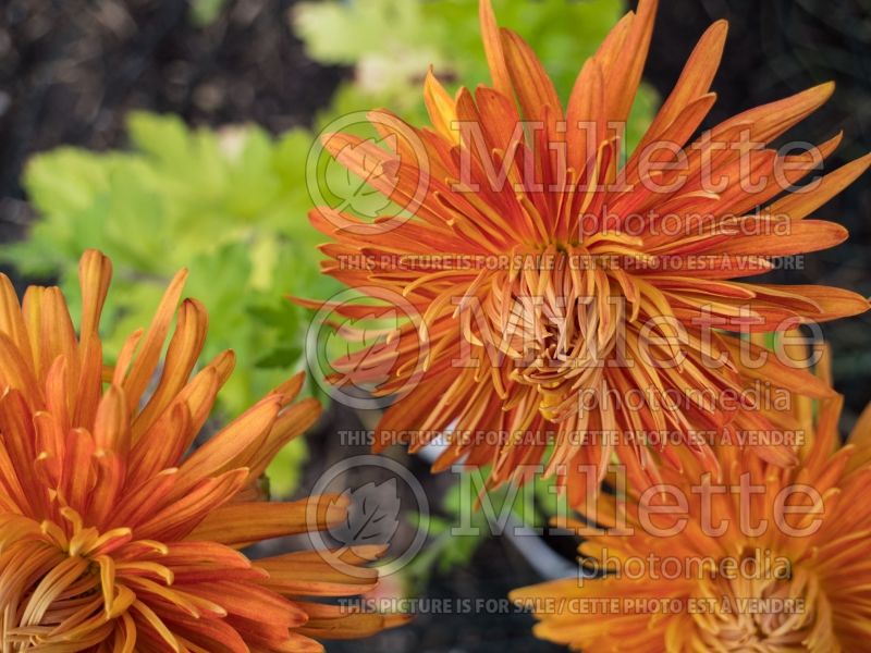 Chrysanthemum Bronze Giant (Garden Mum) 2