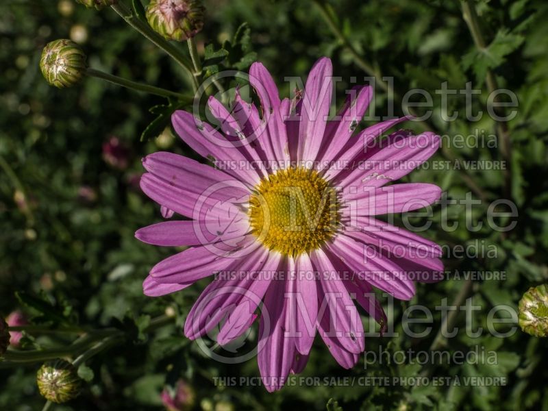 Chrysanthemum Cambodian Queen (Garden Mum) 1