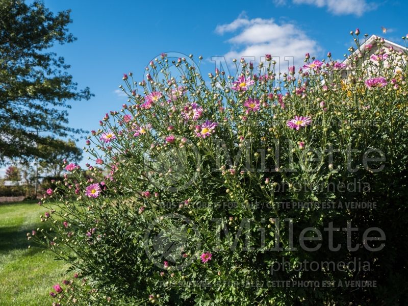 Chrysanthemum Cambodian Queen (Garden Mum) 2