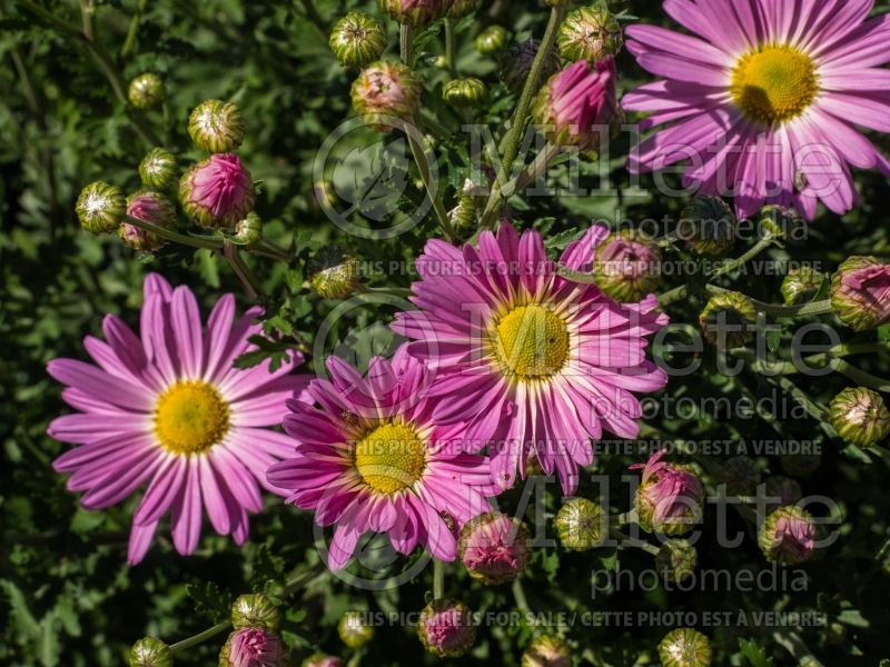 Chrysanthemum Cambodian Queen (Garden Mum) 3