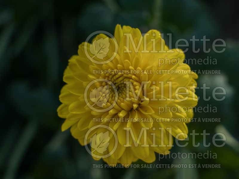 Chrysanthemum Centennial Sun (Garden Mum) 2