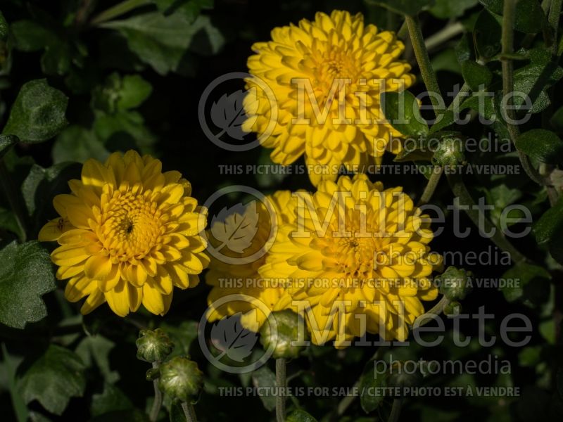 Chrysanthemum Centennial Sun (Garden Mum) 1