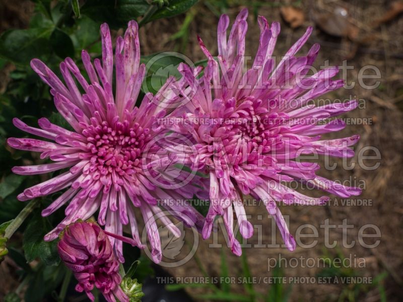 Chrysanthemum Centerpiece (Garden Mum) 1