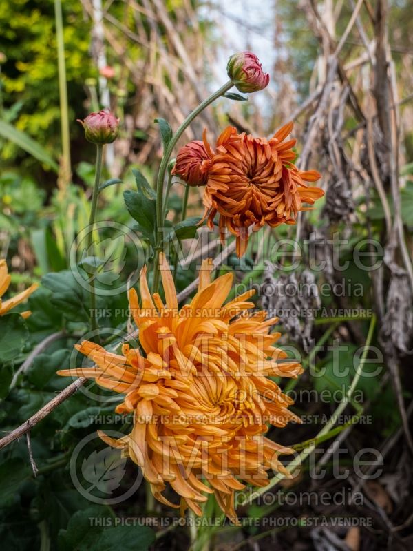 Chrysanthemum Cheerleader (Garden Mum) 2