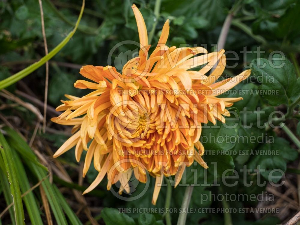 Chrysanthemum Cheerleader (Garden Mum) 1