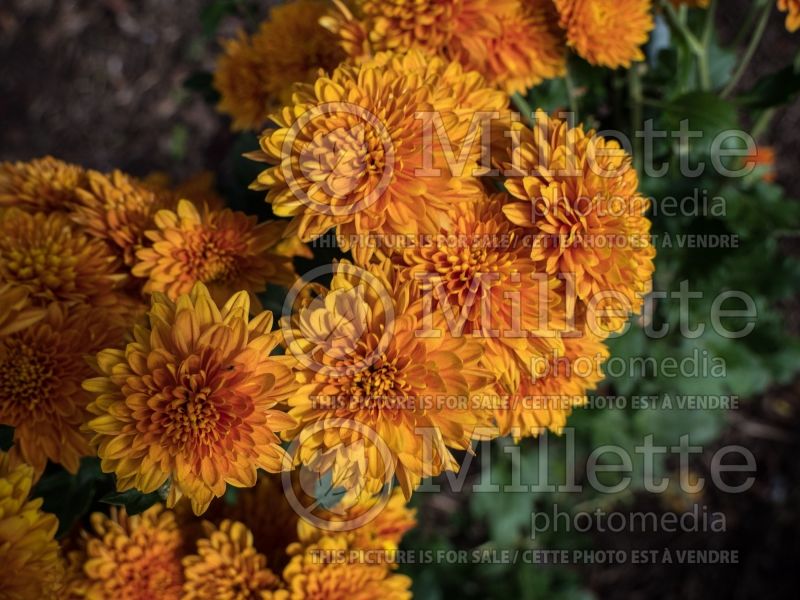 Chrysanthemum Coppersmith (Garden Mum) 1