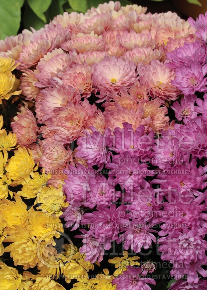 Chrysanthemum morifolium (mums or chrysanths) 2 