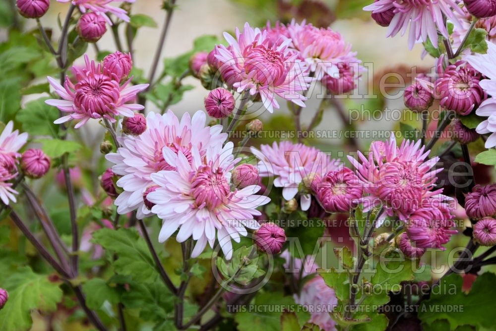 Chrysanthemum Duchess of Edinburgh (Garden Mum) 1