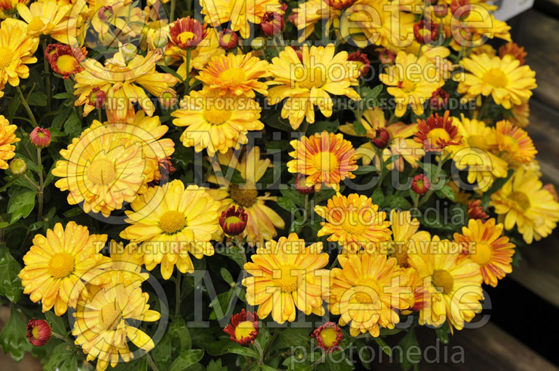 Chrysanthemum Echo Bronze (Spider Mum) 1 