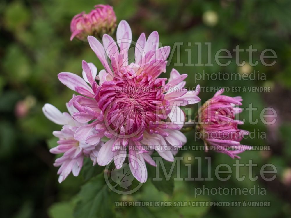 Chrysanthemum Emperor of China (Garden Mum) 1