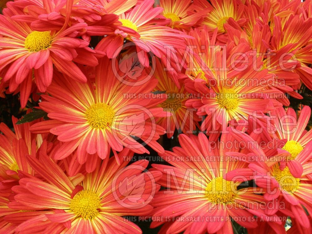 Chrysanthemum Fire Island Red Bicolor (Garden Mum) 1