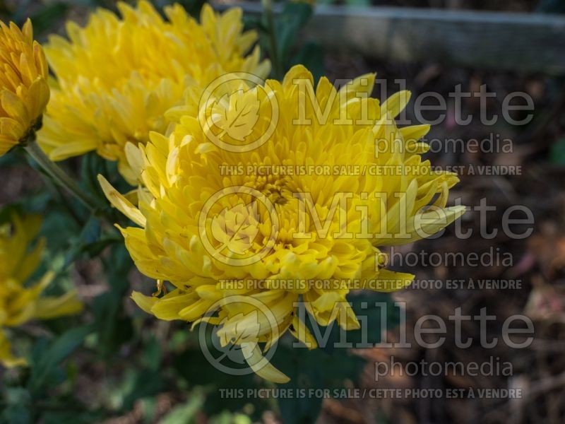 Chrysanthemum Gold Country (Garden Mum) 1