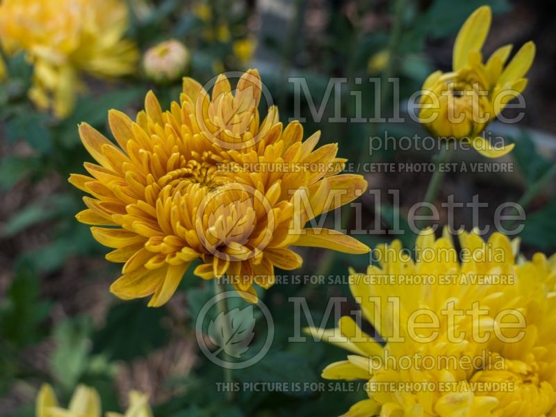 Chrysanthemum Gold Country (Garden Mum) 2