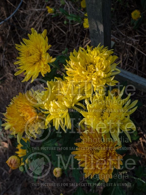 Chrysanthemum Gold Country (Garden Mum) 3