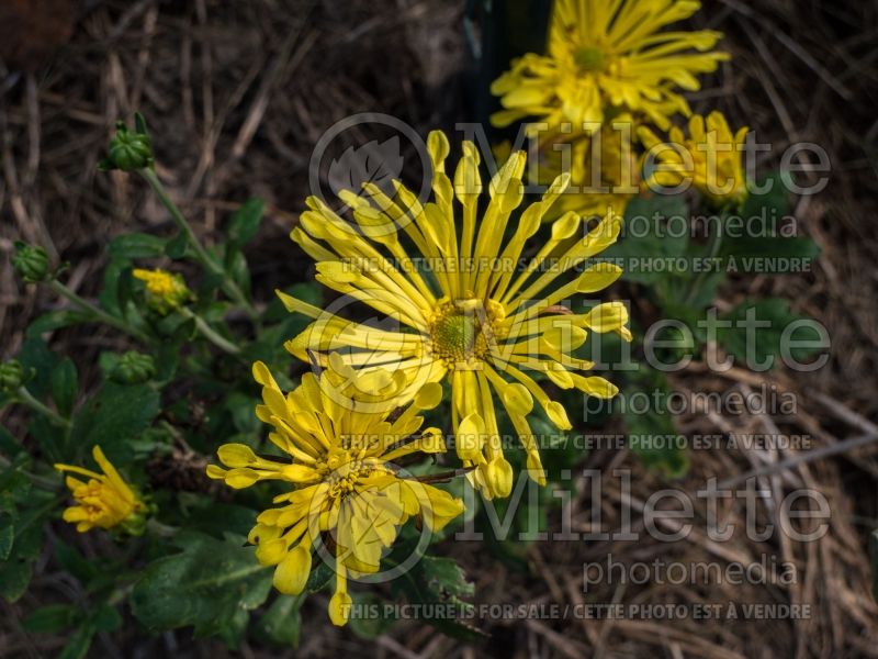 Chrysanthemum Golden Star (Garden Mum) 1