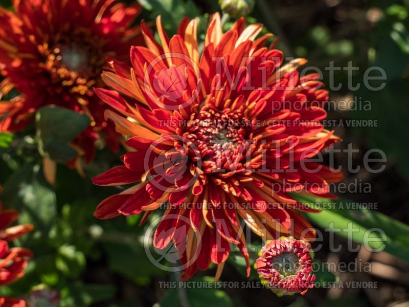 Chrysanthemum High Regards (Spider Mum) 1 