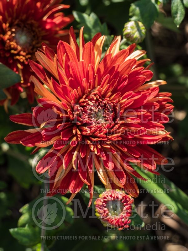 Chrysanthemum High Regards (Spider Mum) 4 