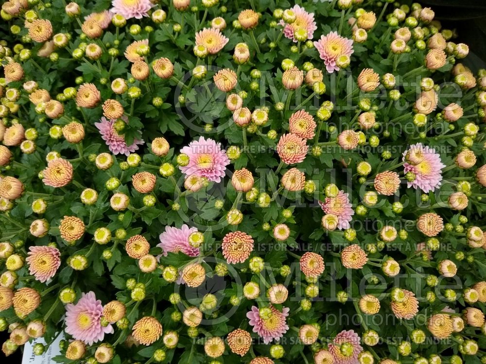 Chrysanthemum Jasoda Dark Pink (Garden Mum) 2
