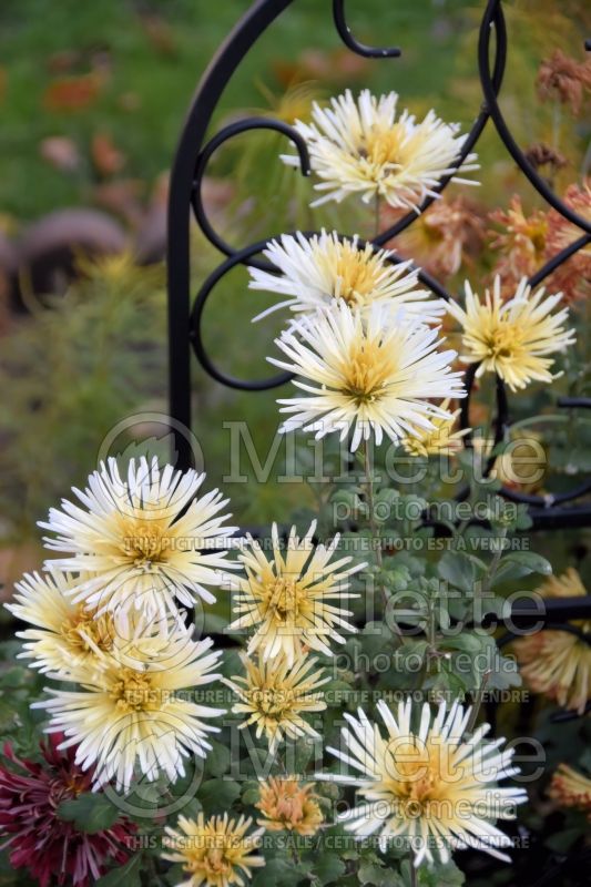 Chrysanthemum Joanette (Garden Mum) 1 