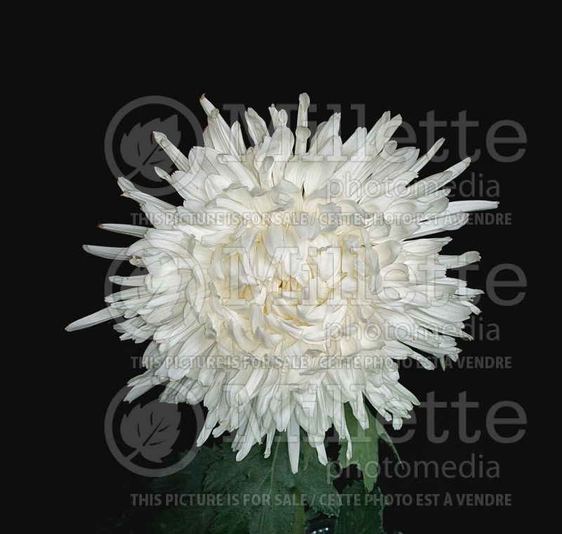 Chrysanthemum Lonestar (Spider Mum) 1 