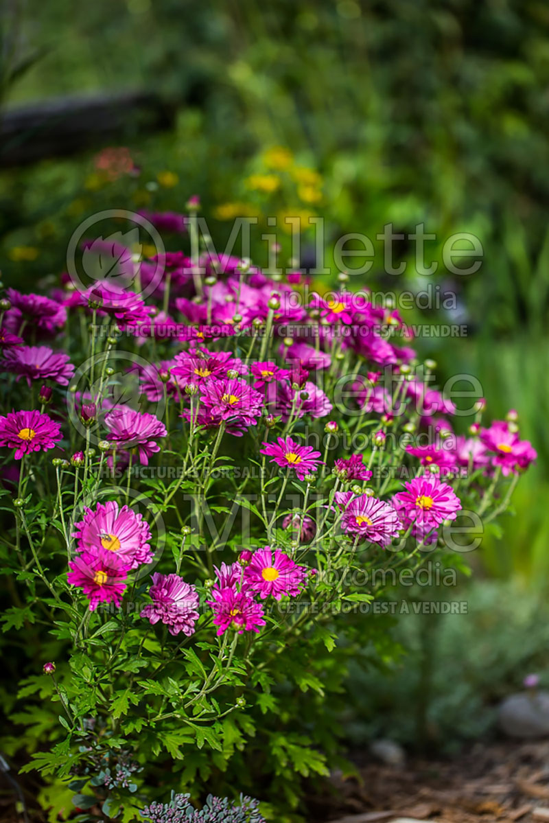 Chrysanthemum Mammoth Dark Lavender (Garden Mum) 1 