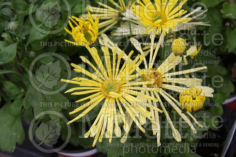 Chrysanthemum Mammoth Yellow Quill (Garden Mum daisy)  1