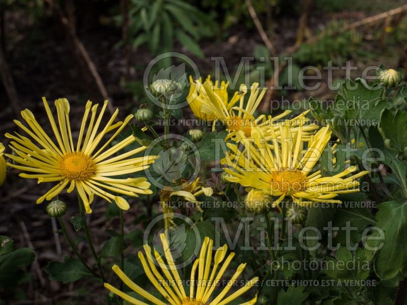 Chrysanthemum Mammoth Yellow Quill (Spider Mum) 4 