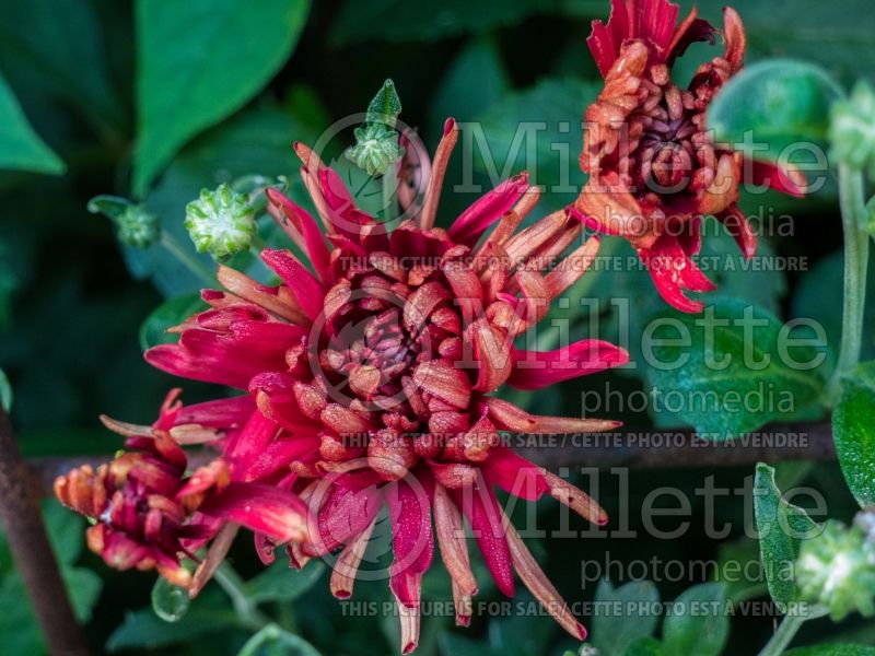 Chrysanthemum Maroon Pride (Garden Mum) 1