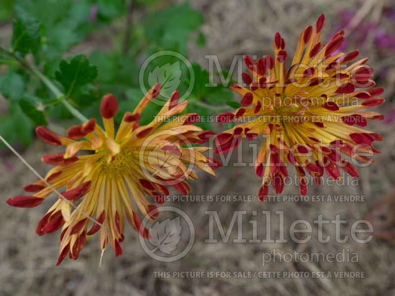 Chrysanthemum Matchsticks (Garden Mum) 5