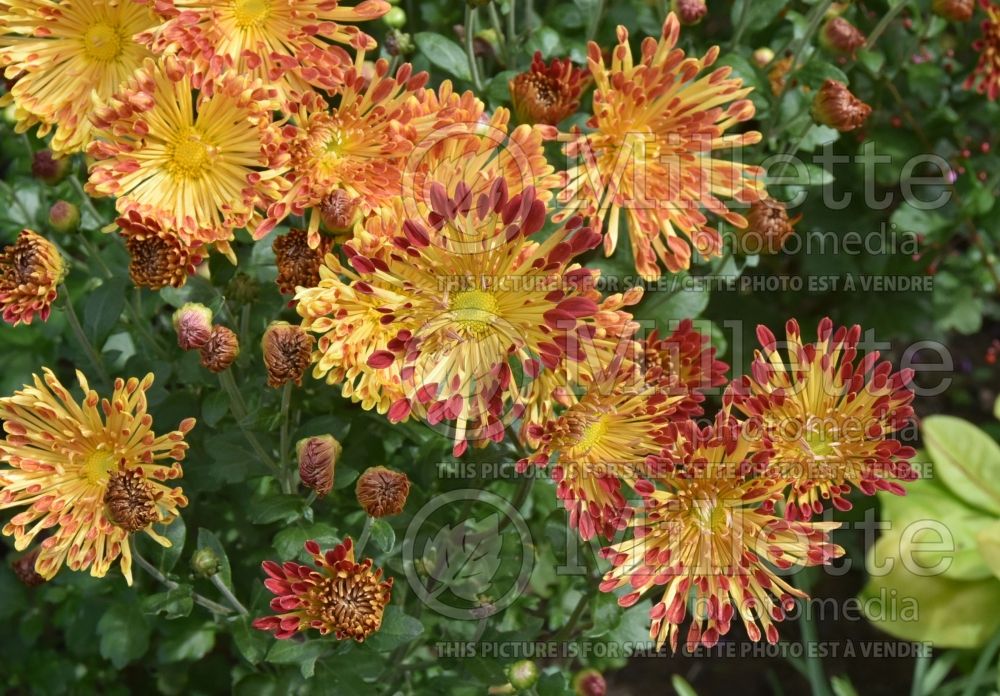 Chrysanthemum Matchsticks (Garden Mum) 8