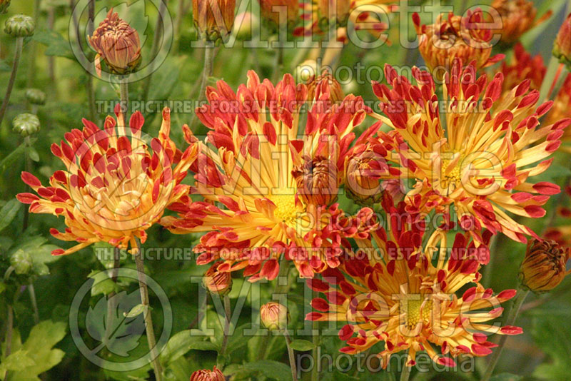 Chrysanthemum Matchsticks (Garden Mum) 1