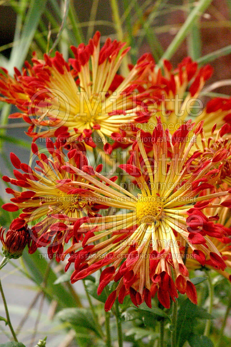 Chrysanthemum 'Matchsticks