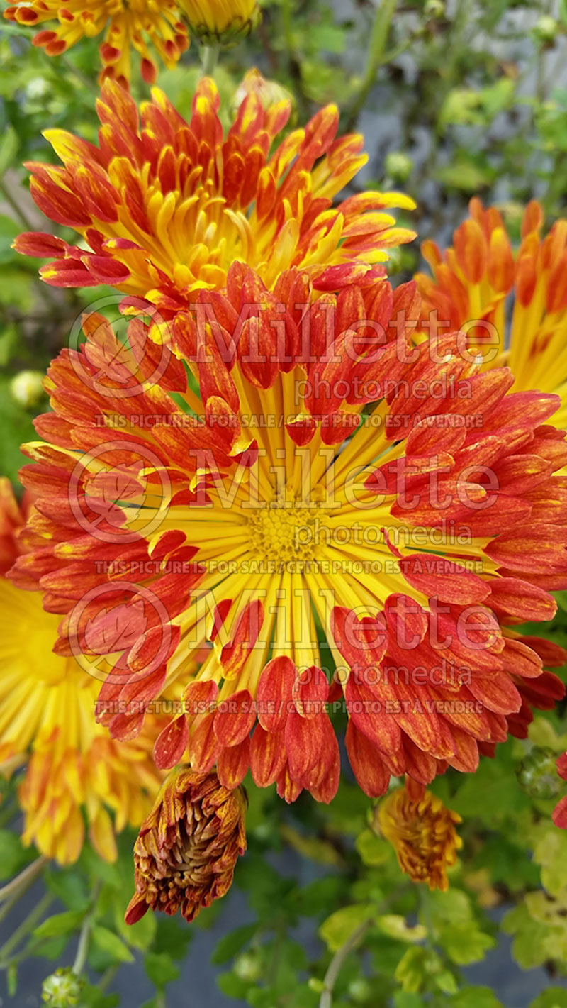 Chrysanthemum Matchsticks (Garden Mum) 3