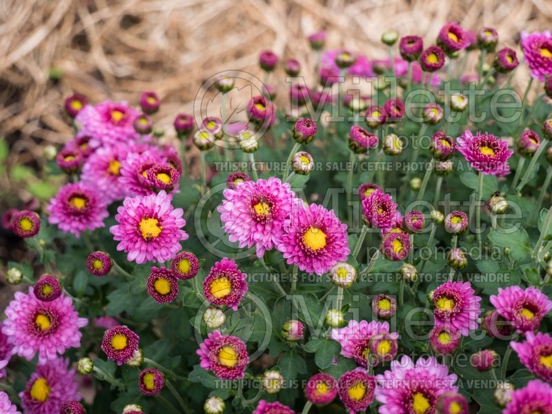 Chrysanthemum Mei-kyo (Garden Mum) 4