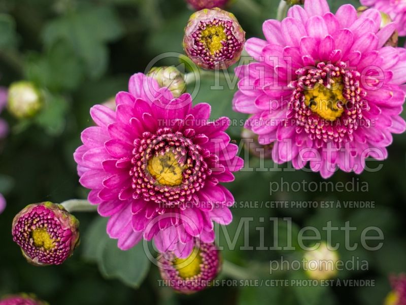 Chrysanthemum Mei-kyo (Garden Mum) 3