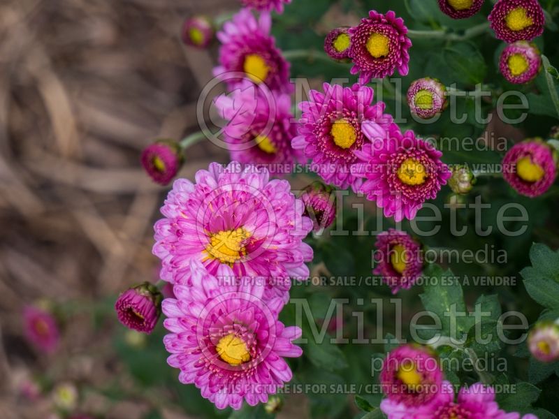 Chrysanthemum Mei-kyo (Garden Mum) 2