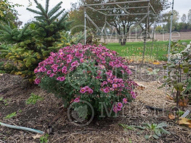 Chrysanthemum Mei-kyo (Garden Mum) 1