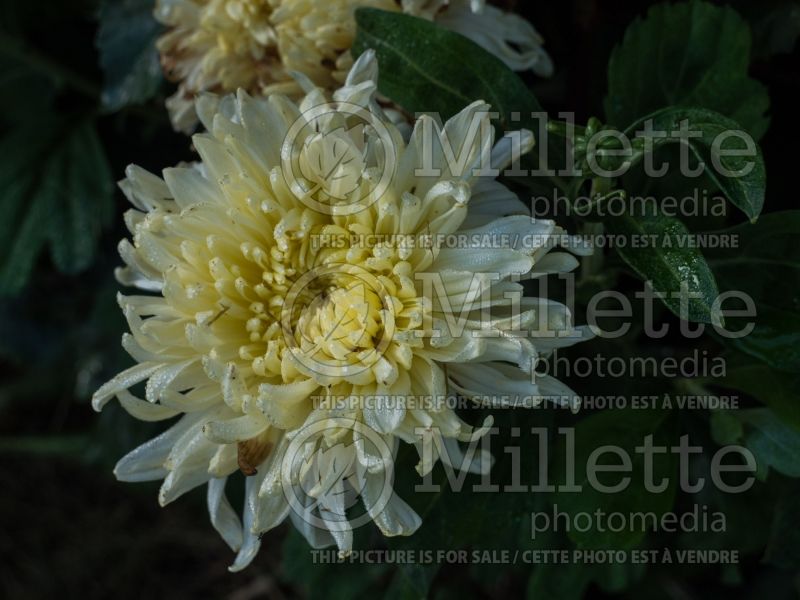 Chrysanthemum Mellow Moon (Spider Mum) 1 