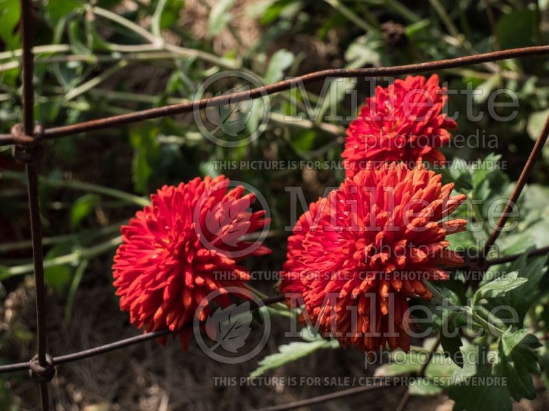 Chrysanthemum Mickey (Garden Mum) 1