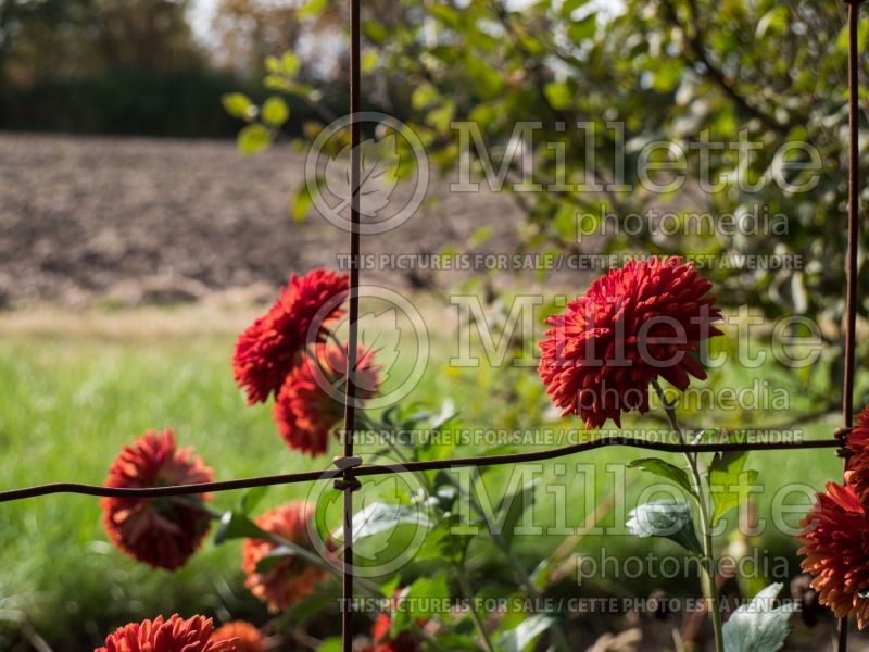 Chrysanthemum Mickey (Garden Mum) 2