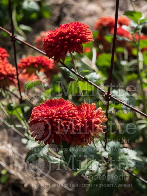 Chrysanthemum Mickey (Garden Mum) 3